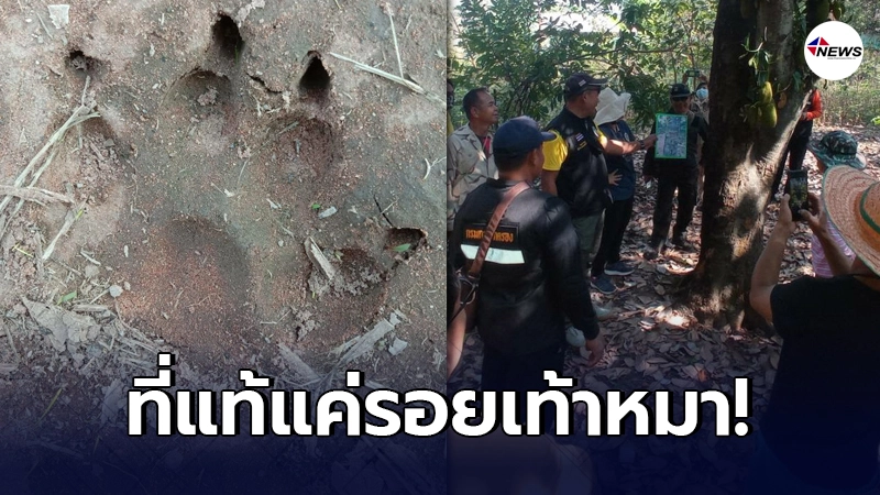 กรมอุทยานฯ ส่งทีมพิสูจน์ หลังชาวบ้านแจ้งพบรอยเท้าสัตว์ป่าคล้าย หมีควาย กรมอุทยานฯ ส่งทีมพิสูจน์ หลังชาวบ้านแจ้งพบรอยเท้าสัตว์ป่าคล้าย หมีควาย