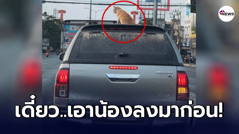 หนุ่มใจคอไม่ดี ขับตามหลังรถลืมแมวไว้บนหลังคา ลั่น! น้องทรงตัวเป็นเลิศ