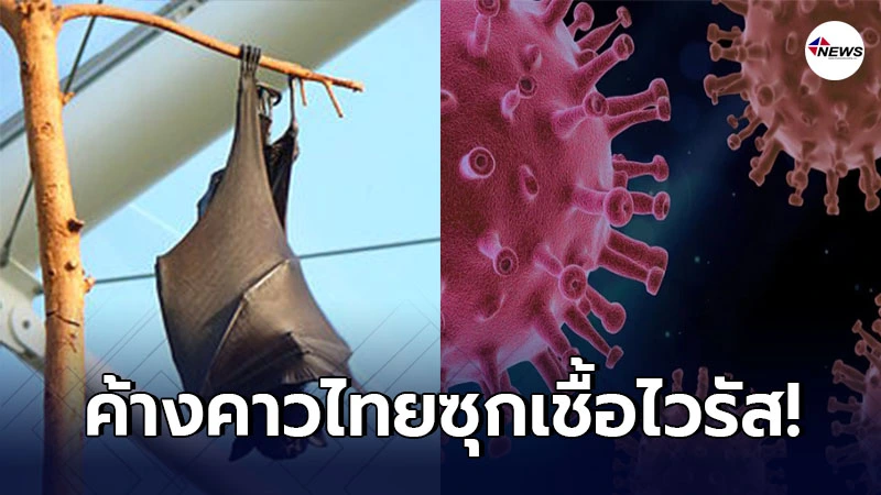 วิจัยใหม่พบค้างคาว ในไทยซุกเชื้อไวรัสโคโรนาคล้ายสายพันธุ์ก่อโควิด-19
