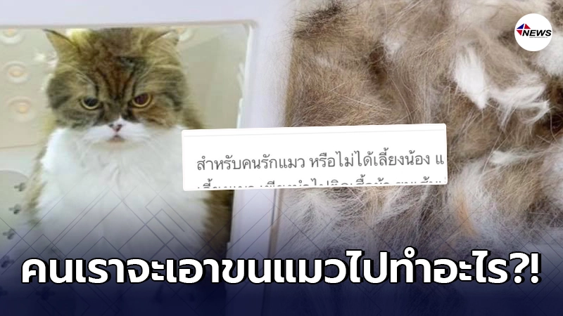 สาวขายขนน้องแมวออนไลน์ผ่านแอปฯดัง ชาวเน็ตตั้งคำถามก่อนได้อ่านคู่มือ สาวขายขนน้องแมวออนไลน์ผ่านแอปฯดัง ชาวเน็ตตั้งคำถามก่อนได้อ่านคู่มือ