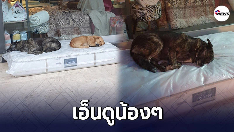 ร้านเฟอร์นิเจอร์ ตั้งฟูกนุ่มๆ ให้สุนัขจรจัดได้นอนอุ่นๆ หน้าร้าน ร้านเฟอร์นิเจอร์ ตั้งฟูกนุ่มๆ ให้สุนัขจรจัดได้นอนอุ่นๆ หน้าร้าน