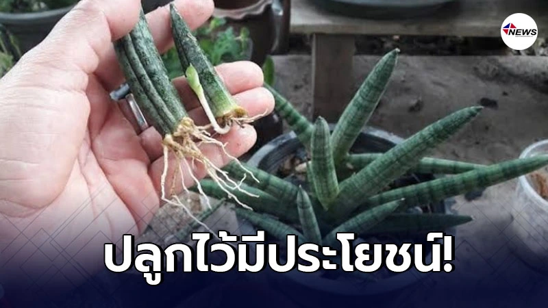 ไม่เชื่อก็ต้องเชื่อ! ต้นไม้ที่ควรหามาปลูกติดบ้านไว้เป็นมงคล