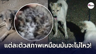 สาวรับไม่ได้ ถามเจ้าของหมา 3 ตัว ทำไมไม่พาไปรักษา
