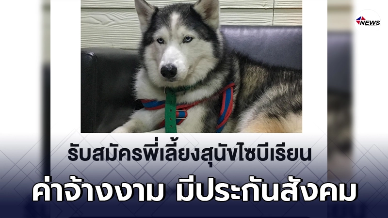 โซเชียลฮือฮา ประกาศรับสมัครพี่เลี้ยงไซบีเรียน ค่าจ้างงาม มีประกันสังคม โซเชียลฮือฮา ประกาศรับสมัครพี่เลี้ยงไซบีเรียน ค่าจ้างงาม มีประกันสังคม