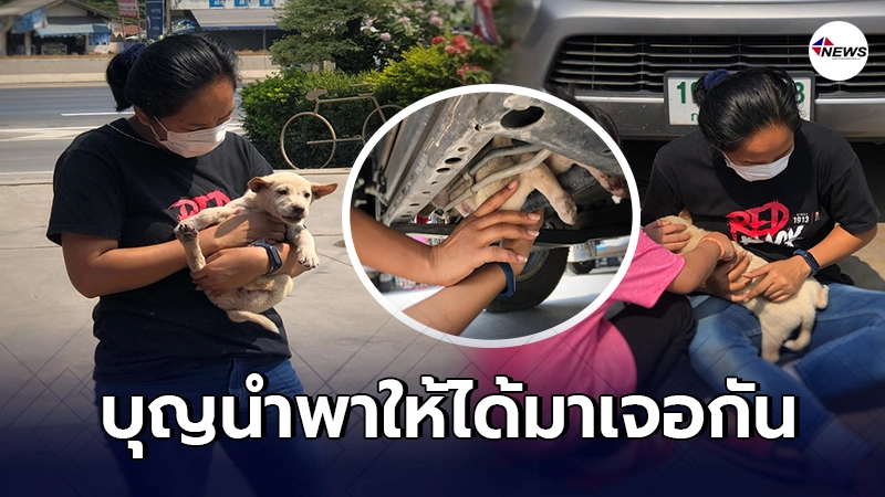 สาวเจอลูกสุนัขซนมุดใต้ท้องรถ จนตัวติดคาห้องเครื่อง รีบตรงเข้าช่วยเหลือ สาวเจอลูกสุนัขซนมุดใต้ท้องรถ จนตัวติดคาห้องเครื่อง รีบตรงเข้าช่วยเหลือ