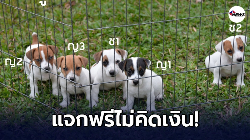 หนุ่มโพสต์แจกน้องหมา"แจ็ครัสเซล"ฟรีๆ มีข้อแม้แค่เล็กน้อย! หนุ่มโพสต์แจกน้องหมา"แจ็ครัสเซล"ฟรีๆ มีข้อแม้แค่เล็กน้อย!