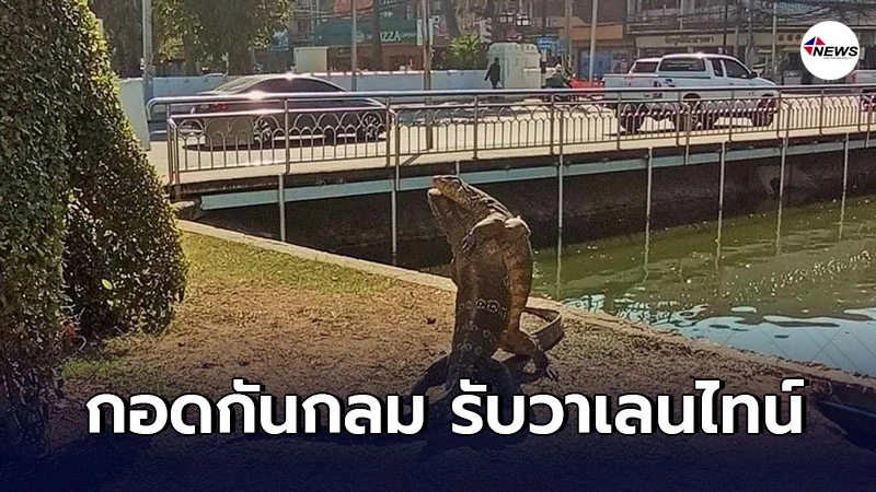 หวานสะท้านคูเมืองโคราช ตัวเงินตัวทอง พลอดรักกอดกัน ใกล้วาเลนไทน์เเล้ว หวานสะท้านคูเมืองโคราช ตัวเงินตัวทอง พลอดรักกอดกัน ใกล้วาเลนไทน์เเล้ว