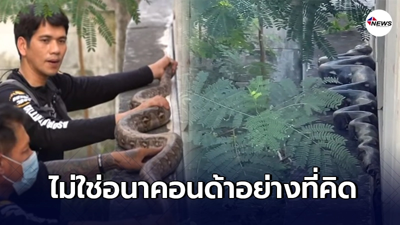 จับได้แล้ว งูยักษ์บุกบ้านคลองสามวา ไม่ใช่อนาคอนด้า แต่เป็นงูเหลือม จับได้แล้ว งูยักษ์บุกบ้านคลองสามวา ไม่ใช่อนาคอนด้า แต่เป็นงูเหลือม