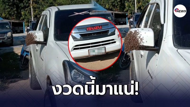 งวดนี้มาแน่ สาวโพสต์ ผึ้งทำรังที่กระจกรถ คอหวยแห่ส่องเลขทะเบียน งวดนี้มาแน่ สาวโพสต์ ผึ้งทำรังที่กระจกรถ คอหวยแห่ส่องเลขทะเบียน