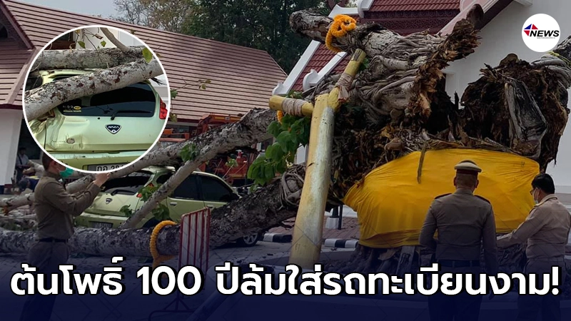 ชาวบ้านตกใจได้ยินเสียงต้นโพธิ์ดังสนั่น ก่อนล้มใส่รถยนต์ทะเบียนรถงาม ชาวบ้านตกใจได้ยินเสียงต้นโพธิ์ดังสนั่น ก่อนล้มใส่รถยนต์ทะเบียนรถงาม