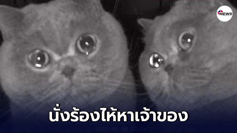 เจ้าเหมียวนั่งร้องไห้หน้ากล้องวงจรปิดเพราะเจ้าของทิ้งให้อยู่เฝ้าบ้าน เจ้าเหมียวนั่งร้องไห้หน้ากล้องวงจรปิดเพราะเจ้าของทิ้งให้อยู่เฝ้าบ้าน