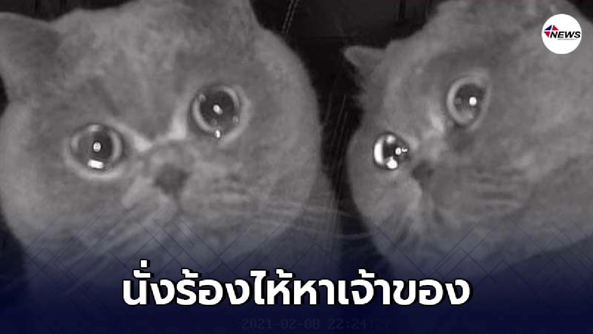 เจ้าเหมียวนั่งร้องไห้หน้ากล้องวงจรปิดเพราะเจ้าของทิ้งให้อยู่เฝ้าบ้าน
