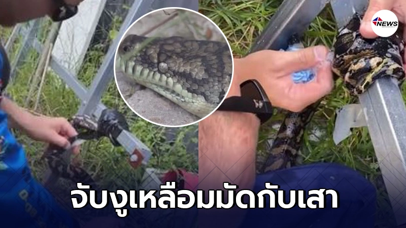 จนท.สลด งูหลามถูกจับพันเทปกาวติดไว้กับเสาเหล็กที่ออสเตรเลีย