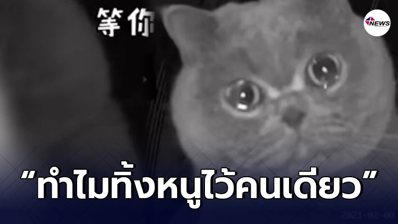 แมวสุดเศร้า ร้องไห้น้ำตาซึม หลังถูกเจ้าของทิ้ง ให้อยู่บ้านลำพัง 4 วัน