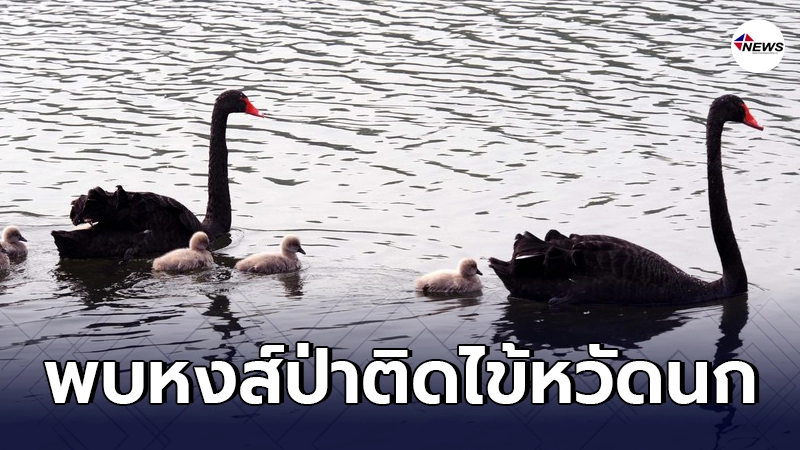 สวนสาธารณะปักกิ่ง พบหงส์ป่าติดไข้หวัดนก H5N8 สวนสาธารณะปักกิ่ง พบหงส์ป่าติดไข้หวัดนก H5N8