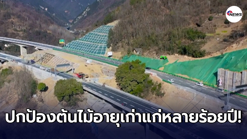 จีนออกแบบทางด่วนใหม่ ปกป้องต้นไม้อายุเก่าแก่หลายร้อยปี จีนออกแบบทางด่วนใหม่ ปกป้องต้นไม้อายุเก่าแก่หลายร้อยปี