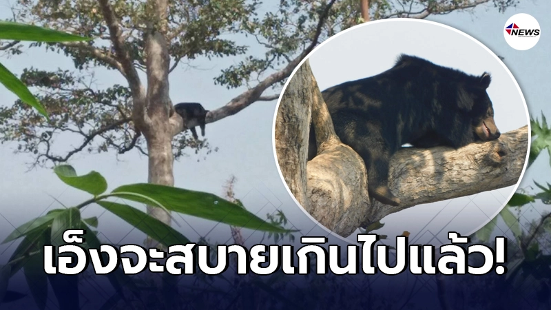 กรมอุทยานแห่งชาติส่งภาพเข้าประกวด "หมีควาย" นอนห้อยแขนขาบนกิ่งไม้สูงลิบ กรมอุทยานแห่งชาติส่งภาพเข้าประกวด "หมีควาย" นอนห้อยแขนขาบนกิ่งไม้สูงลิบ