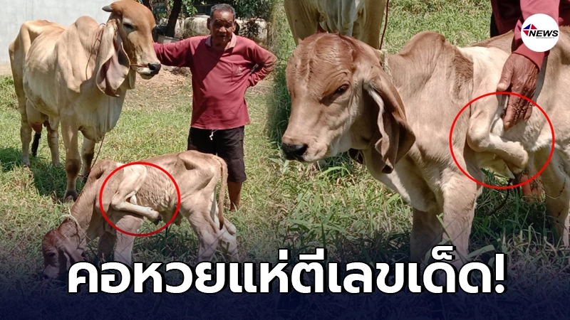 ฮือฮา แม่วัวออกลูก 5 ขา ชาวบ้านแห่กราบไหว้ เชื่อจะนำโชคมาให้ ฮือฮา แม่วัวออกลูก 5 ขา ชาวบ้านแห่กราบไหว้ เชื่อจะนำโชคมาให้