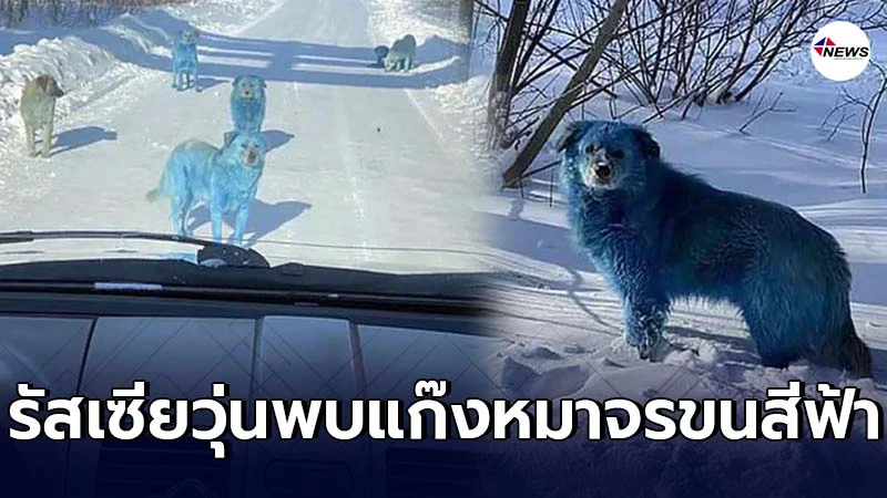 แก๊งหมาจรจัดในรัสเซียขนเปลี่ยนเป็นสีฟ้า จนท.เร่งสืบหาสาเหตุ แก๊งหมาจรจัดในรัสเซียขนเปลี่ยนเป็นสีฟ้า จนท.เร่งสืบหาสาเหตุ
