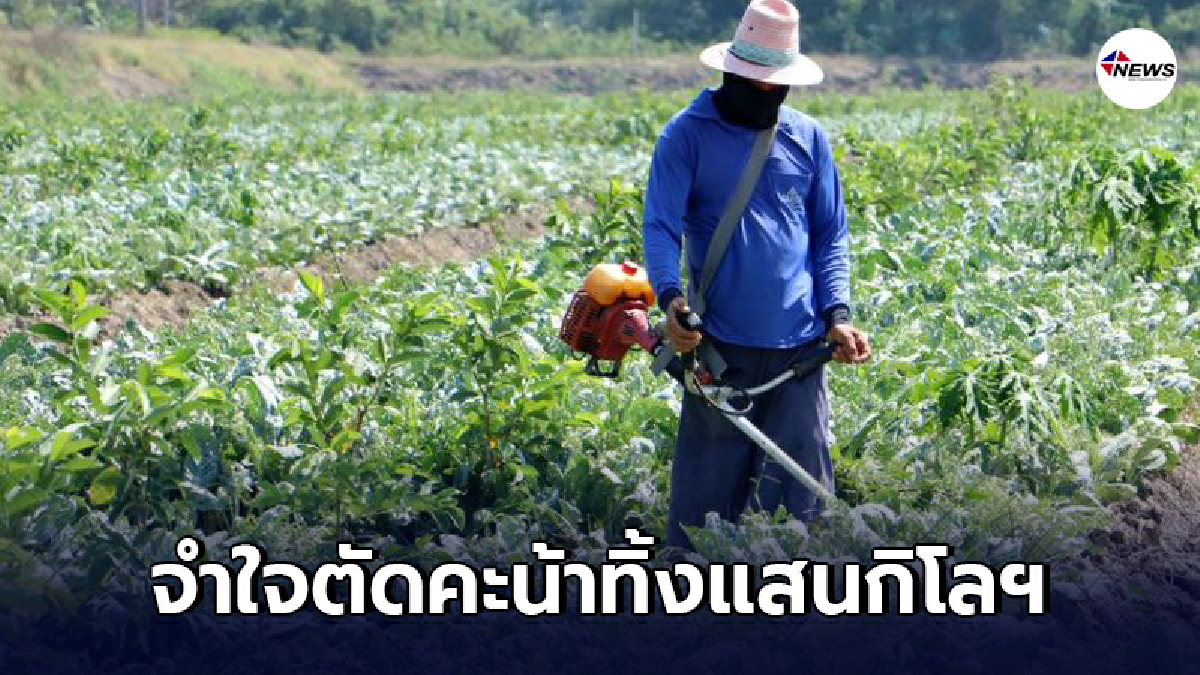 ชาวสวนคะน้าน้ำตาอาบหน้า จำใจตัดทิ้งกว่าแสนกก. เพราะพิษเศรษฐกิจกับโควิด ชาวสวนคะน้าน้ำตาอาบหน้า จำใจตัดทิ้งกว่าแสนกก. เพราะพิษเศรษฐกิจกับโควิด