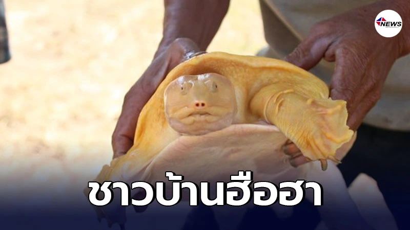 ชาวบ้านฮือฮา พบตะพาบน้ำสีทอง - ไทยนิวส์ออนไลน์ ชาวบ้านฮือฮา พบตะพาบน้ำสีทอง - ไทยนิวส์ออนไลน์