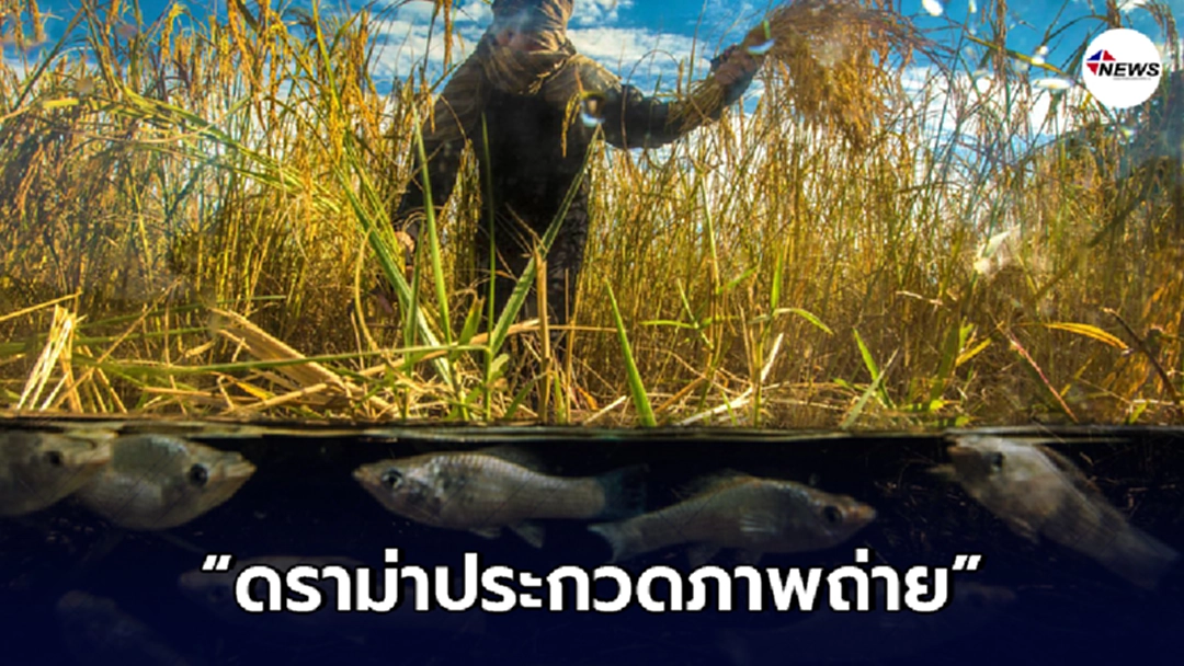 ดราม่าสนั่น ประกวดภาพถ่าย"ในน้ำมีปลาในนามีข้าว"ภาพตัดต่อได้ที่1