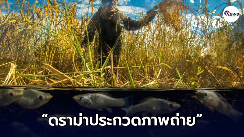 ดราม่าสนั่น ประกวดภาพถ่าย"ในน้ำมีปลาในนามีข้าว"ภาพตัดต่อได้ที่1