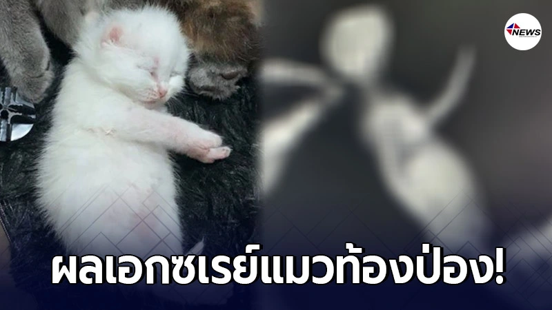 สาวเป็นห่วง แมวน้อย หลังท้องป่องผิดปกติ รีบขับรถพาไปหาหมอ สาวเป็นห่วง แมวน้อย หลังท้องป่องผิดปกติ รีบขับรถพาไปหาหมอ