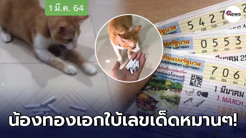 น้องทองเอกแมวส้มใบ้เลขเด็ด หลังงวดที่แล้วให้ทาสถูกเลขท้าย 2 ตัวเต็มๆ น้องทองเอกแมวส้มใบ้เลขเด็ด หลังงวดที่แล้วให้ทาสถูกเลขท้าย 2 ตัวเต็มๆ