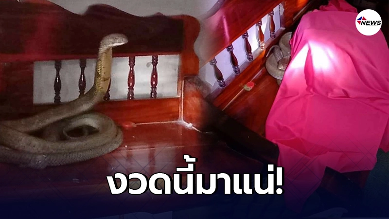 เจ้าของบ้านลมแทบจับ งูจงอางยักษ์เลื้อยเข้าบ้าน นอนขดตัวชูคอบนเก้าอี้ เจ้าของบ้านลมแทบจับ งูจงอางยักษ์เลื้อยเข้าบ้าน นอนขดตัวชูคอบนเก้าอี้