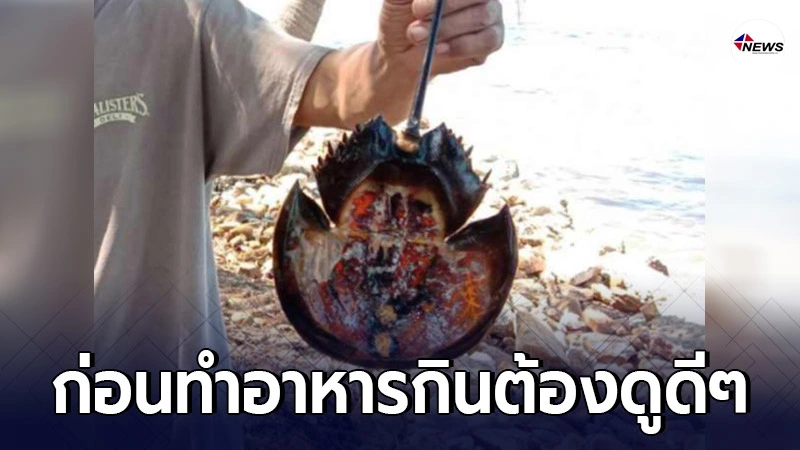 สลด! 2 หนุ่ม ทำยำมะม่วงไข่แมงดากิน ถูกพิษแมงดาถ้วยหางกลม สลด! 2 หนุ่ม ทำยำมะม่วงไข่แมงดากิน ถูกพิษแมงดาถ้วยหางกลม