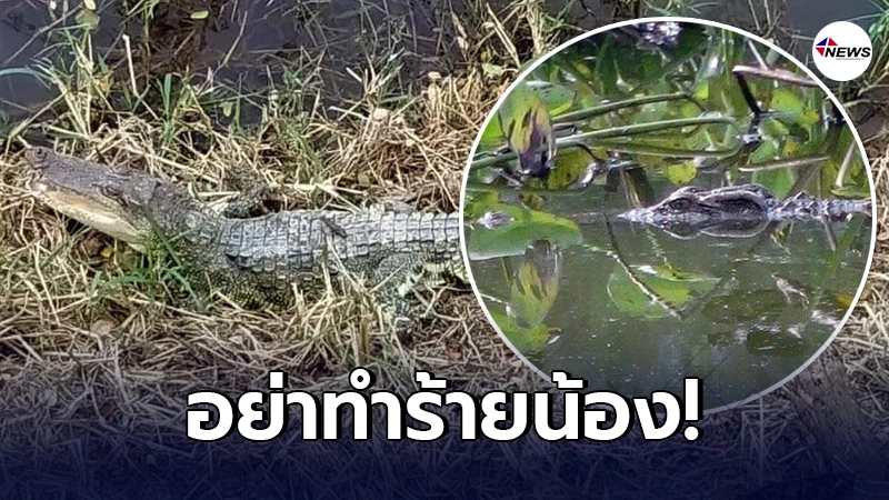 กรมประมง เตือนชาวบ้าน หลังพบจระเข้โผล่กลางหนองน้ำ ชี้กลัวคน อย่าทำร้าย กรมประมง เตือนชาวบ้าน หลังพบจระเข้โผล่กลางหนองน้ำ ชี้กลัวคน อย่าทำร้าย