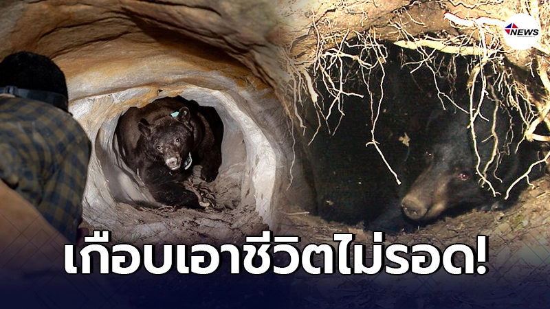 นักวิจัยสหรัฐ เข้าถ้ำหมีช่วงจำศีล หวังเปลี่ยนปลอกคอ GPS สุดท้ายผิดแผน นักวิจัยสหรัฐ เข้าถ้ำหมีช่วงจำศีล หวังเปลี่ยนปลอกคอ GPS สุดท้ายผิดแผน