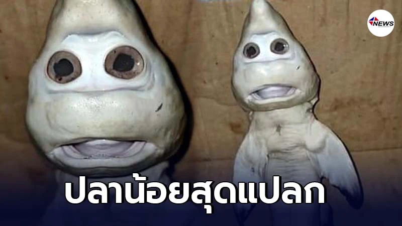 ชาวประมง พบปลาติดอวนก่อนเปิดออกดู หน้าตาเหมือนคน ชาวประมง พบปลาติดอวนก่อนเปิดออกดู หน้าตาเหมือนคน