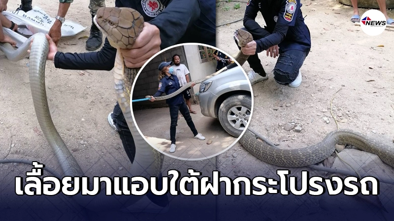กู้ภัยหญิงบุกจับ งูจงอางยักษ์ ความยาวกว่า 5 เมตร เแอบใต้ฝากระโปรงรถ กู้ภัยหญิงบุกจับ งูจงอางยักษ์ ความยาวกว่า 5 เมตร เแอบใต้ฝากระโปรงรถ