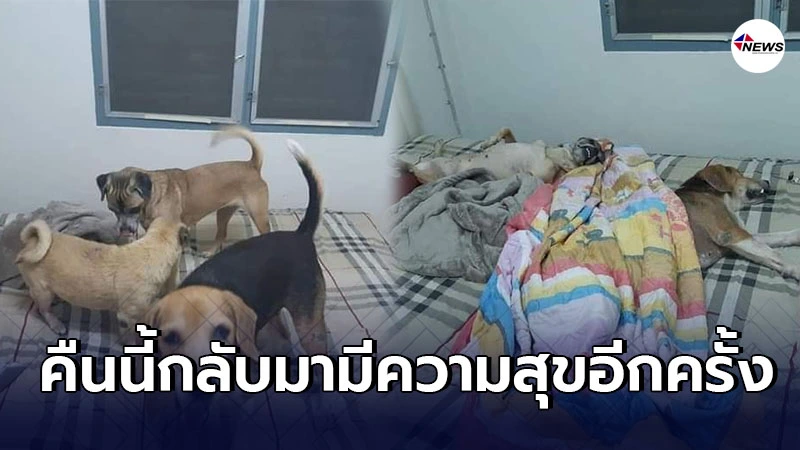 สาวยิ้มออกหลังเลิกกับเเฟน จำใจทิ้งสุนัข 3ตัวไว้ ในความที่เราไม่พร้อม