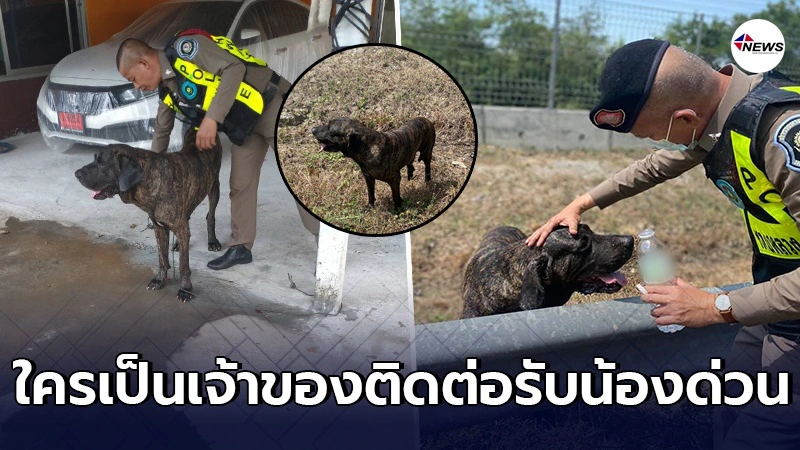 ตร.ทางหลวง เข้าช่วยเหลือ ให้น้ำสุนัขพลัดหลงเจ้าของบนมอเตอร์เวย์ ตร.ทางหลวง เข้าช่วยเหลือ ให้น้ำสุนัขพลัดหลงเจ้าของบนมอเตอร์เวย์