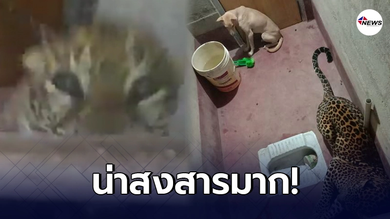 เจ้าหน้าที่อินเดีย เร่งช่วยชีวิตหมาจร หลังติดอยู่กับเสือดาว 9 ชั่วโมง เจ้าหน้าที่อินเดีย เร่งช่วยชีวิตหมาจร หลังติดอยู่กับเสือดาว 9 ชั่วโมง