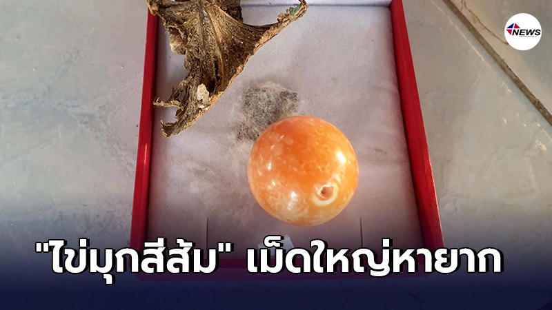 ชาวบ้าน อึ้งหนัก พบ ไข่มุกสีส้ม นักธุรกิจจีนถึงขึ้นติดต่อขอซื้อ ชาวบ้าน อึ้งหนัก พบ ไข่มุกสีส้ม นักธุรกิจจีนถึงขึ้นติดต่อขอซื้อ