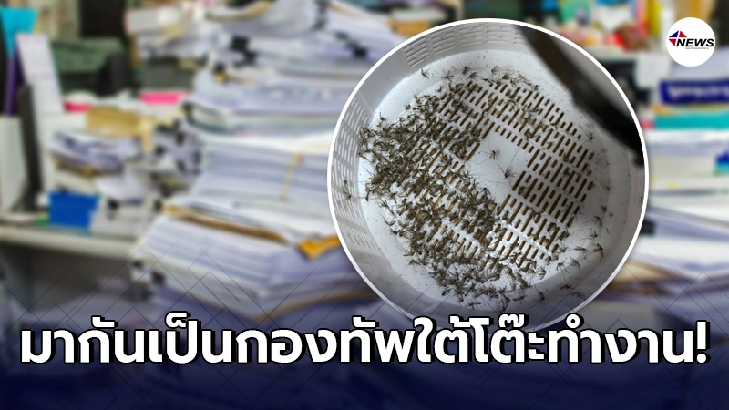 พนักงานสาวเผยภาพชวนขนลุก "กองทัพยุง" ที่จับได้ใต้โต๊ะทำงานภายในวันเดียว พนักงานสาวเผยภาพชวนขนลุก "กองทัพยุง" ที่จับได้ใต้โต๊ะทำงานภายในวันเดียว