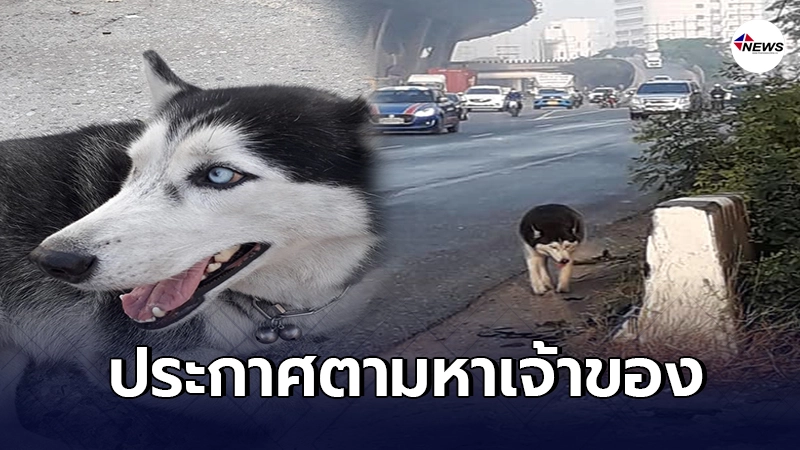 สาวประกาศตามหาเจ้าของไซบีเรียนฮัสกี้ หลังพบหลงทางอยู่บนถนนบางนา-ตราด สาวประกาศตามหาเจ้าของไซบีเรียนฮัสกี้ หลังพบหลงทางอยู่บนถนนบางนา-ตราด