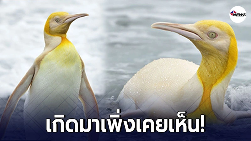 "เพนกวินสีทอง" (1:100,000 ตัวเท่านั้น) ที่จะเกิดขึ้นตามธรรมชาติเช่นนี้ "เพนกวินสีทอง" (1:100,000 ตัวเท่านั้น) ที่จะเกิดขึ้นตามธรรมชาติเช่นนี้