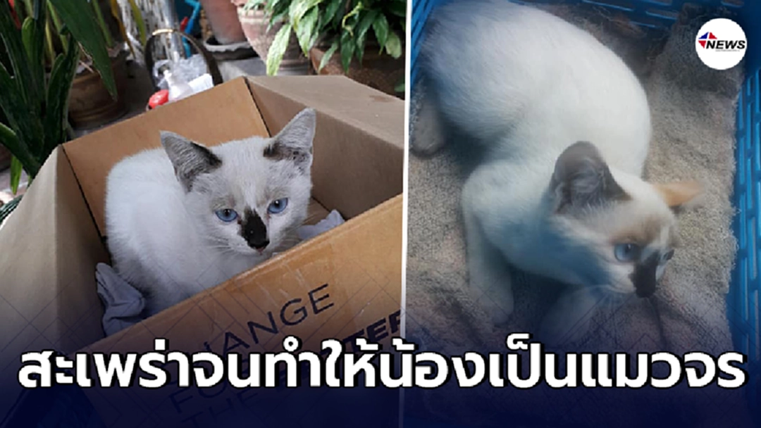 สาวเศร้า จะพาแมวไปหาเจ้าของใหม่ ก่อนสะเพร่า จนทำให้น้องกลายเป็นเหม