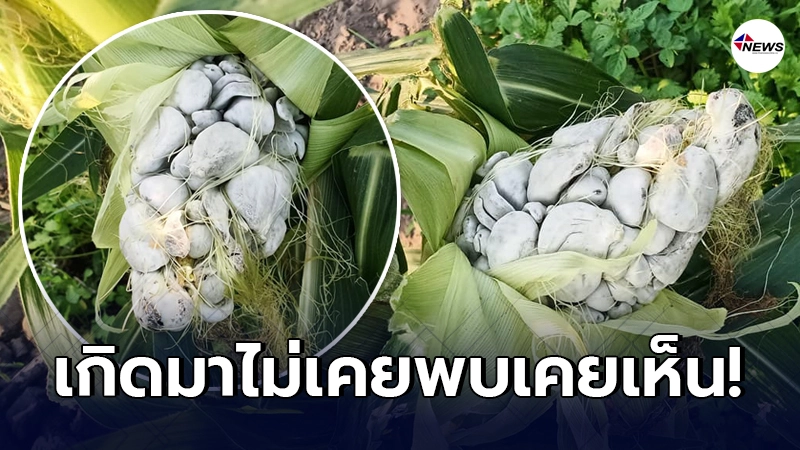 หนุ่มแปลกใจ ข้าวโพด ที่ปลูกไว้ออกฝักมาหน้าตาสุดพิลึก หนุ่มแปลกใจ ข้าวโพด ที่ปลูกไว้ออกฝักมาหน้าตาสุดพิลึก