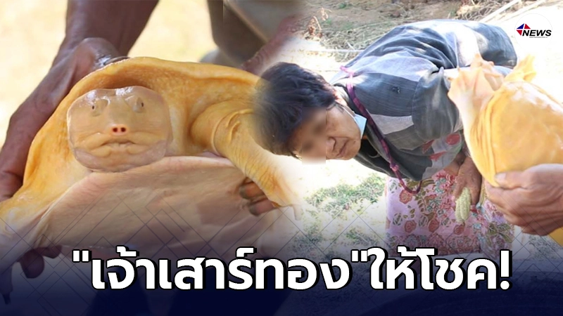 คอหวยแห่ขอเลขเด็ด "เจ้าเสาร์ทอง" ตะพาบน้ำสีทองเหลืองอร่าม คอหวยแห่ขอเลขเด็ด "เจ้าเสาร์ทอง" ตะพาบน้ำสีทองเหลืองอร่าม