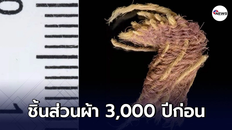 นักโบราณคดีค้นพบชิ้นส่วนผ้าสีม่วงยุคโบราณอายุราว 3,000 พันปี นักโบราณคดีค้นพบชิ้นส่วนผ้าสีม่วงยุคโบราณอายุราว 3,000 พันปี