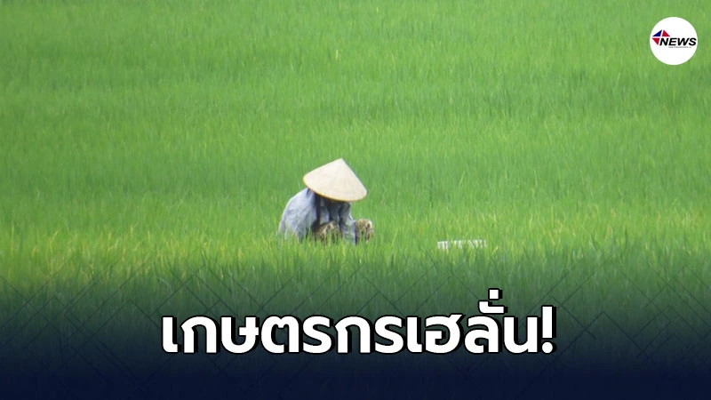ข่าวดี ครม.อนุมัติเงินประกันรายได้ ชาวสวนปาล์ม - ชาวนา ข่าวดี ครม.อนุมัติเงินประกันรายได้ ชาวสวนปาล์ม - ชาวนา