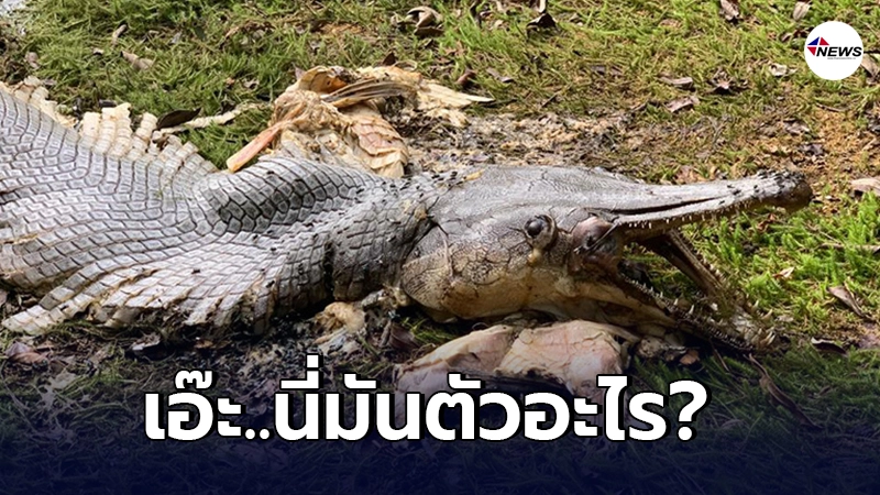 ชาวบ้านทึ่งหนัก พบซากสัตว์ปริศนาเกยตื้น ชาวบ้านทึ่งหนัก พบซากสัตว์ปริศนาเกยตื้น