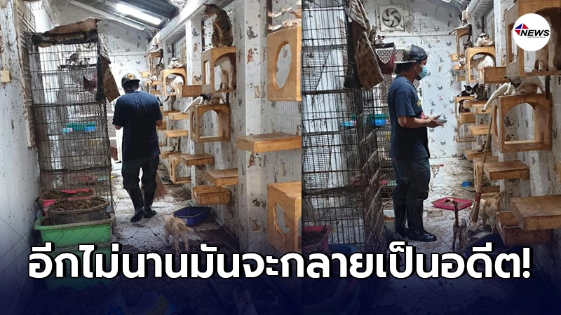 เตรียมปิดตำนาน เสียงร้องที่ไม่มีใครได้ยิน แมวสี่ร้อยที่หลายคนเพิกเฉย