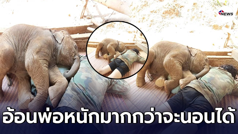 เห็นแล้วอมยิ้มตาม ลูกช้างติดพ่อ ควาญช้างต้องมากล่อมให้นอนทุกวัน